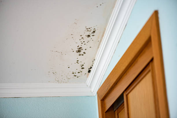 Best Residential Mold Remediation in Reynolds Heights, PA